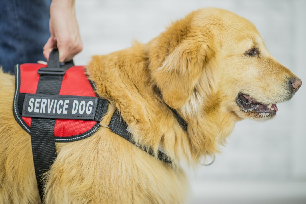 Bill to Provide Service Dogs for Veterans with PTSD Passes House Unanimously